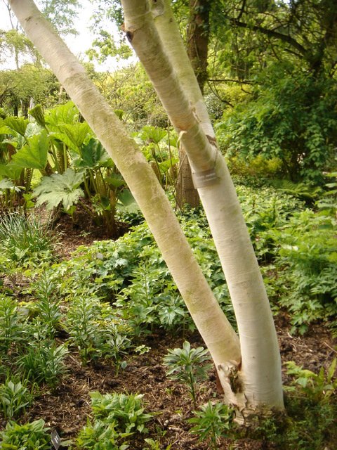 Betula costata ecorce